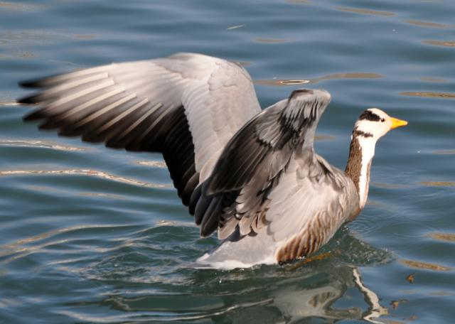 bar headed goose on lake